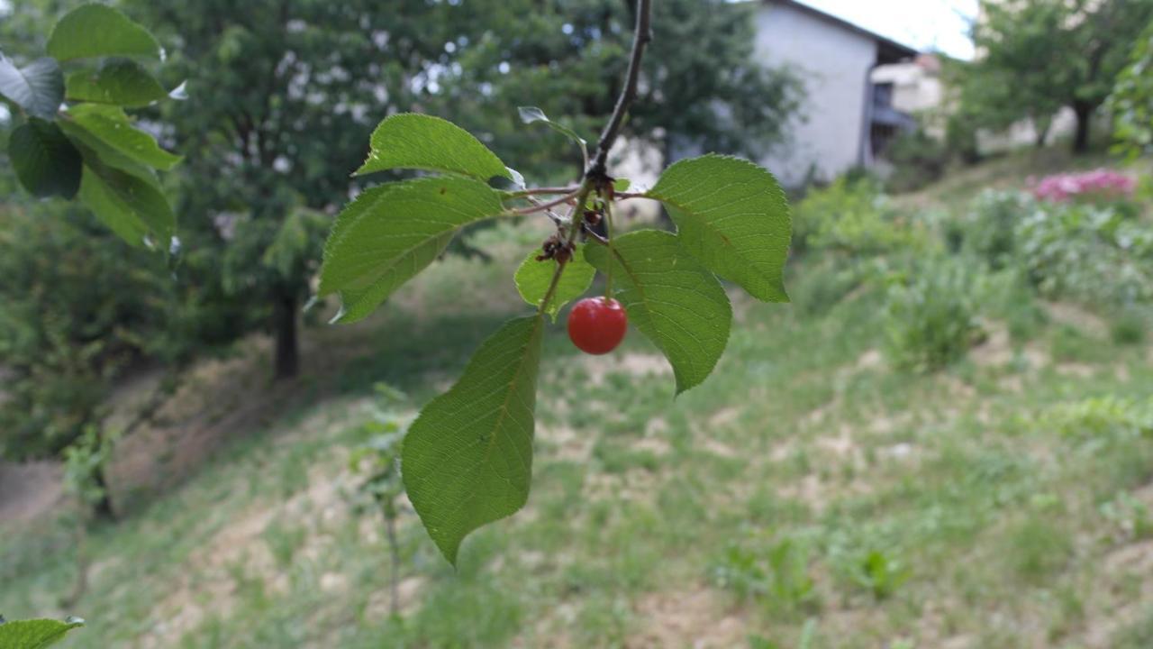 보시아 Cit Ni B&B 외부 사진